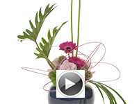 Hot pink Gerbera daisies, soft pink roses, lily grass, xanadu foliage, galax leaves, and pink midelino sticks come together to create a vertical linear design in a blue container.