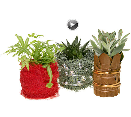 Three plants in planters: a houseplant in a container covered in bright red sisal; a succulent in a container wrapped in conifer and shiny mega beads; a kalanchoe plant in a container wrapped in magnolia leaves and metallic flat and bullion wires.