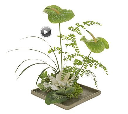 A meditation arrangement features green anthurium, kale, hydrangea, pittisporum, lily grass, galax leaves, and maidenhair fern sitting in a thin tray base.