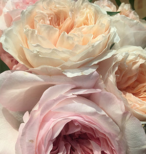 Garden roses in soft peaches and pale pinks.