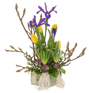 A springtime floral design of budding magnolia branches, hyacinth plants with exposed bulbs and roots, tall iris blooms, tulips in a happy yellow, Monte Casino flowers, and galax leaves at the base sits in a ceramic square container.