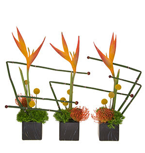 Three black square containers each hold green trick dianthus, protea, craspedia, and parakeet heliconia. The addition of angled snake grass with a single hypericum berry attached at the tips creates a contemporary component.