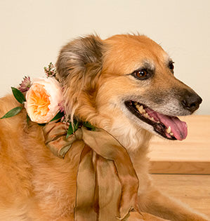 Flowers to wear are for animals too like this beautiful garden rose dog collar which mixes a single peach Juliet rose with galax leaves, astrantia, and heather, all affixed to a cocoa colored ribbon.