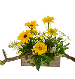 A floral arrangement of black eyed Susans, heliopsis, chamomile, fatsia, euonymus, green trick dianthus, viburnum berries and lichen covered branches inside a wooden box creates this woodland garden centerpiece.