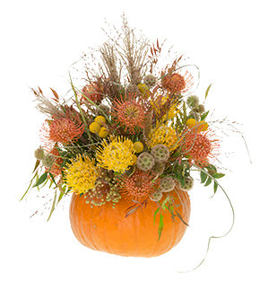 A beautiful autumn floral arrangement in a hollowed-out pumpkin features pincushion proteas, scabiosa pods, craspedia, nandina berries and grasses.