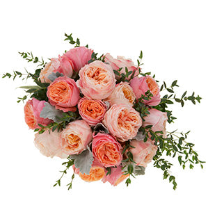 A gorgeous garden rose wedding bouquet in blush and coral hues mixes Princess Sakura and Loves Me Just a Little Bit roses with dusty miller for a beautiful effect.