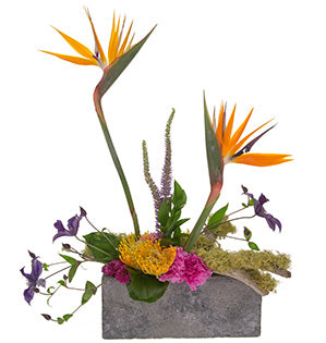 A linear design using the tropical Bird of Paradise is combined with exotic pincushion protea, locally grown clematis, and foraged lichen covered branches from a Pacific Northwest forest.