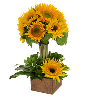 Bright yellow sunflowers and green trick dianthus are combined with  a variety of foliages including pittosporum, fatsia leaves, and Israeli ruscus to create a topiary.