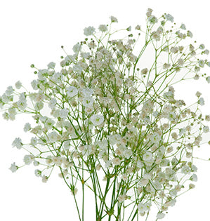 Baby's Breath, Gypsophila