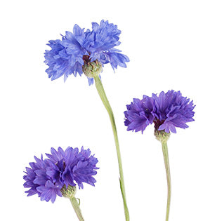 Bachelor's Buttons