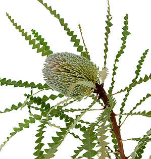 Banksia