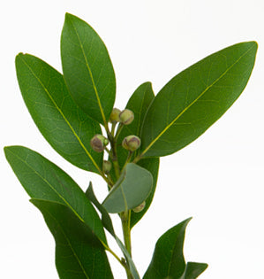 Bay Laurel Branches