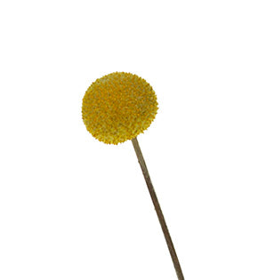 Billy Balls, Craspedia