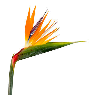 Bird of Paradise
