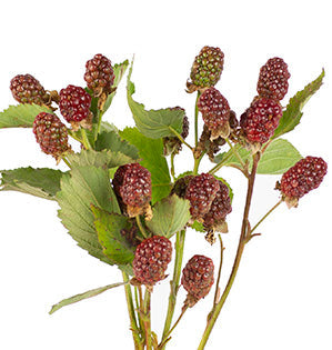 Blackberry - Thornless