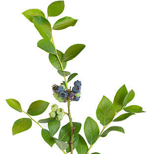 Blueberry