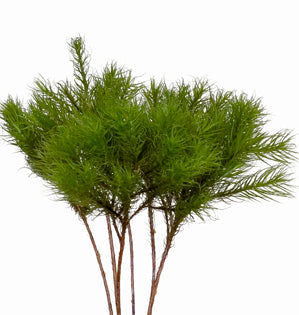 Broom Forkmoss