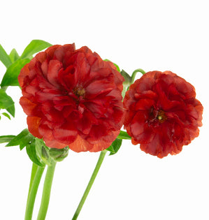 Ranunculus Butterfly