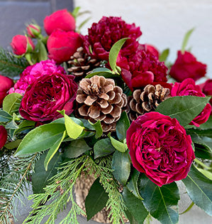 A classic holiday centerpiece features three kinds of red garden roses, peonies, fatsia leaves, evergreens, camellia foliage, and pine cones.
