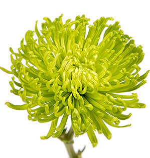 Chrysanthemum - Standard
