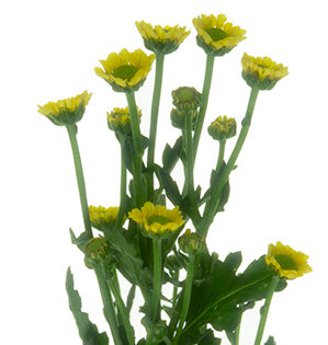 Chrysanthemum - Spray