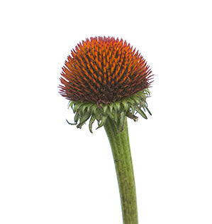 Cone Flower - Echinacea