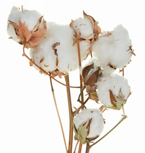 Cotton - Dried Branches