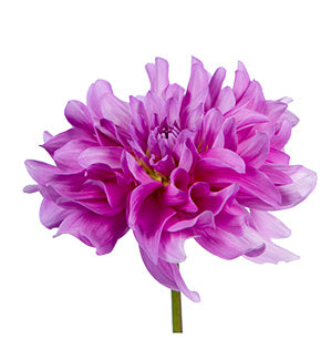 Dahlia