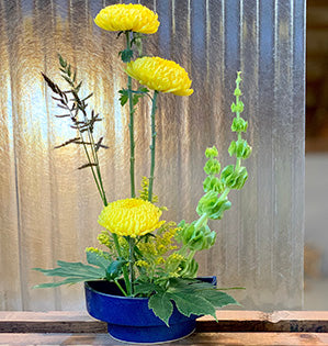 A beautiful Ikebana style design features yellow chrysanthemums, green Bells of Ireland, fatsia leaves, and solidaster in a dark blue ceramic vase.