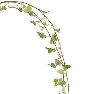 Ivy - English Ivy