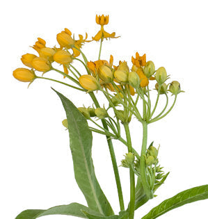 Asclepias