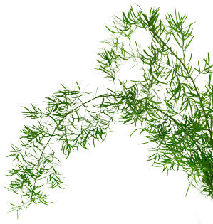 Asparagus Fern