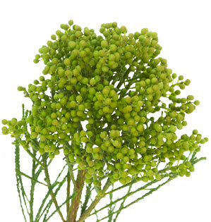 Berzelia