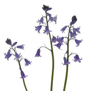 Bluebells