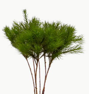 Broom Forkmoss