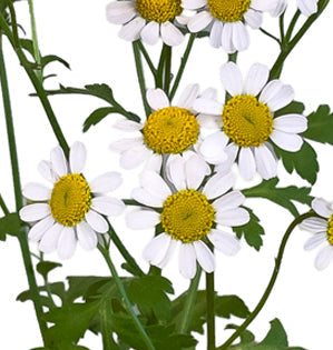 Chamomile