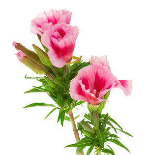 A detail image of Clarkia also known as Godetia.