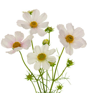 A detail image of cosmos.