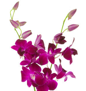 Dendrobium Orchid