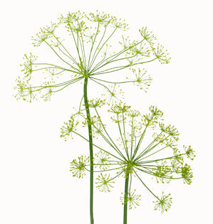 Dill Weed
