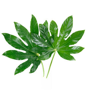 Fatsia
