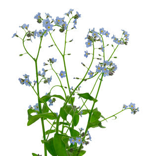 Forget-Me-Not