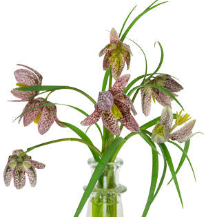 Fritillaria