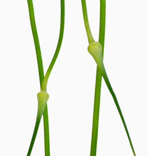 Garlic Scapes