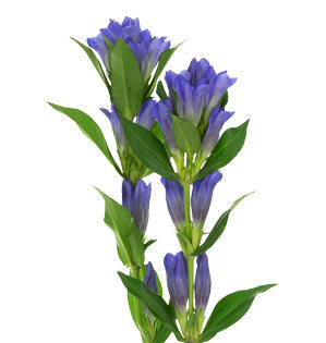Gentian