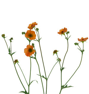 Geum