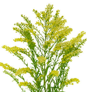 Goldenrod - Solidago