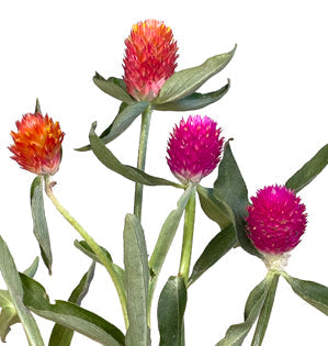Gomphrena - Globe Amaranth