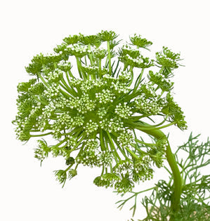 Ammi Green Mist