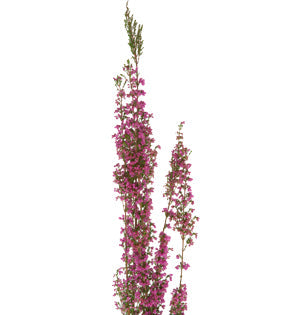 Heather